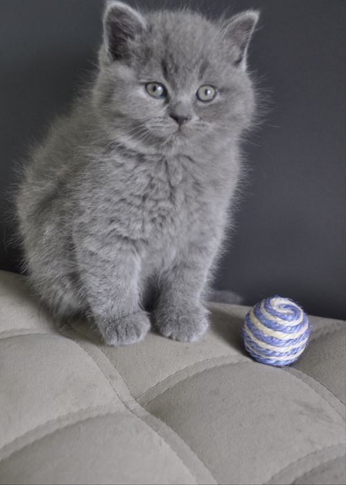 Кошеня британськоі породи