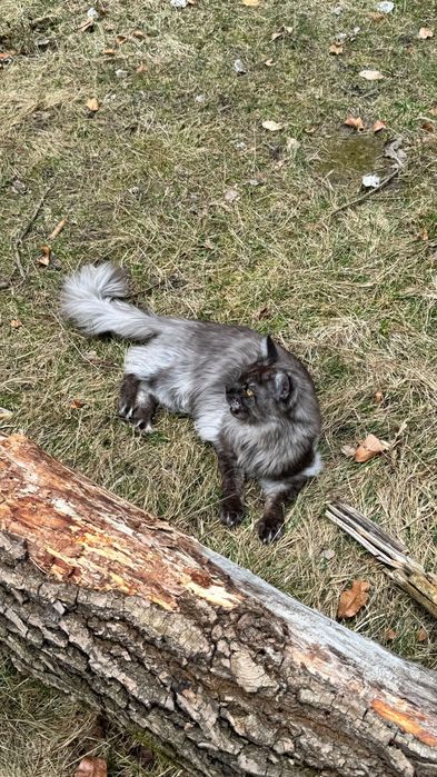 клубний Мейн-кун вʼязка чорний дим на сріблі