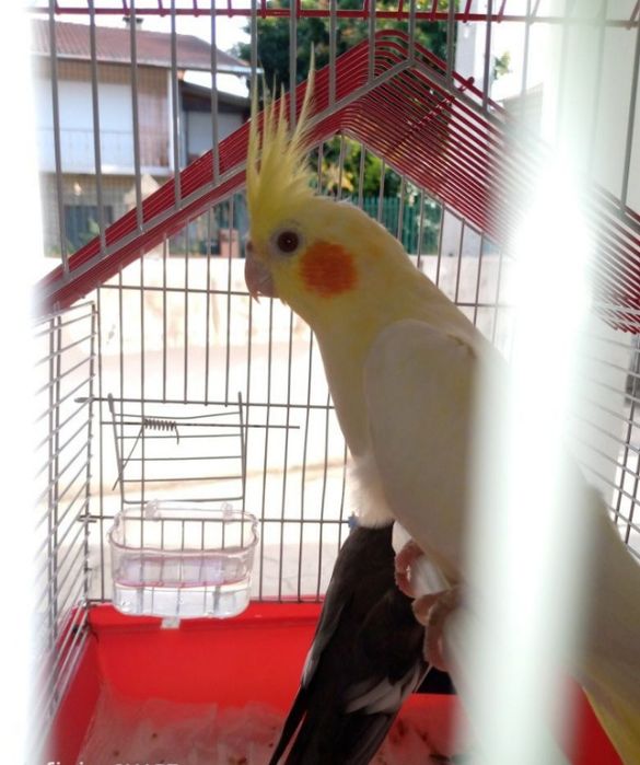 Cacatua ponta muito