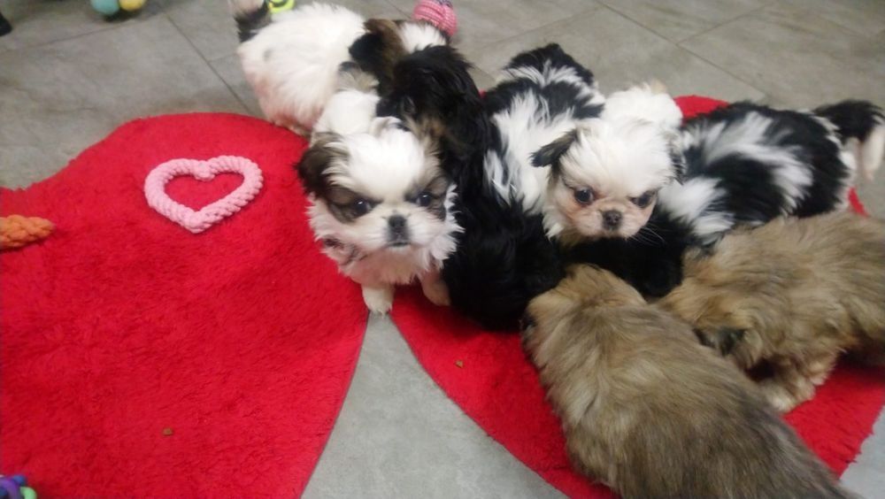 Pekińczyk Szczeniak  Nie Shih Tzu