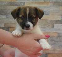 Jack Russell Terrier piesek Igi po Champioinie ZKwP FCI