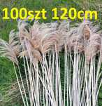 100szt 120cm XXL Trzcina dekoracyjna trawa długa wysoka boho pampas
