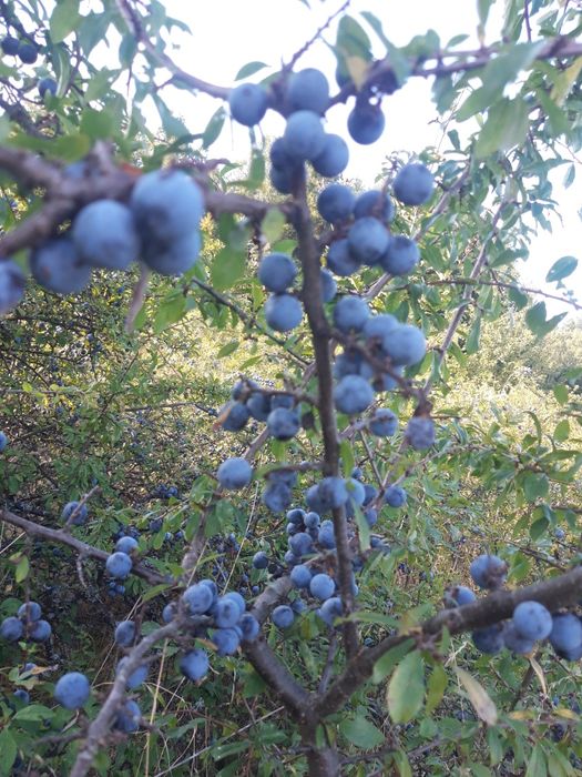 Mrożona tarnina śliwka