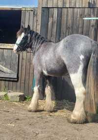 FANTASTYCZNY MŁODZIENIEC tinker/gypsy cob/irish cob