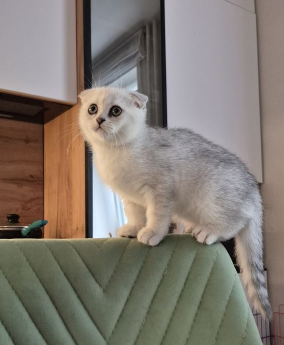 Серебристая шиншилла, вислоухий котёнок, шотландские котята