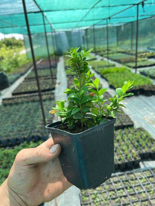 Cамшит в горщику р9 , кущі самшит , куля самшит , Búxus.