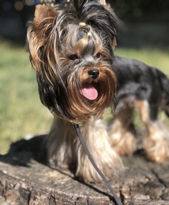 Бронювання останьгого хлопчика йоркширського тойтерєра