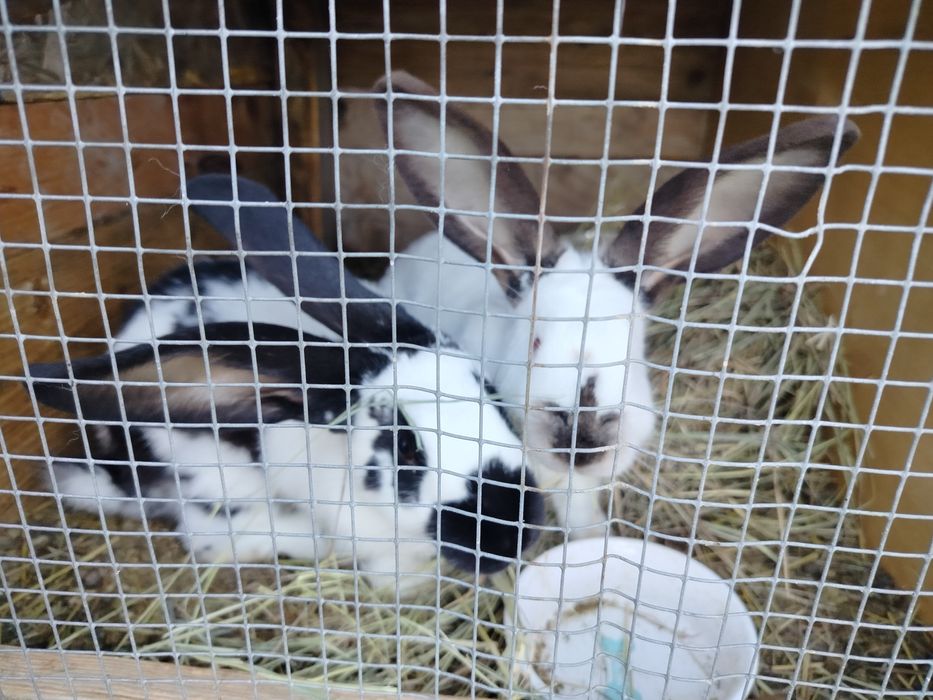 3 samce ok pół roczne