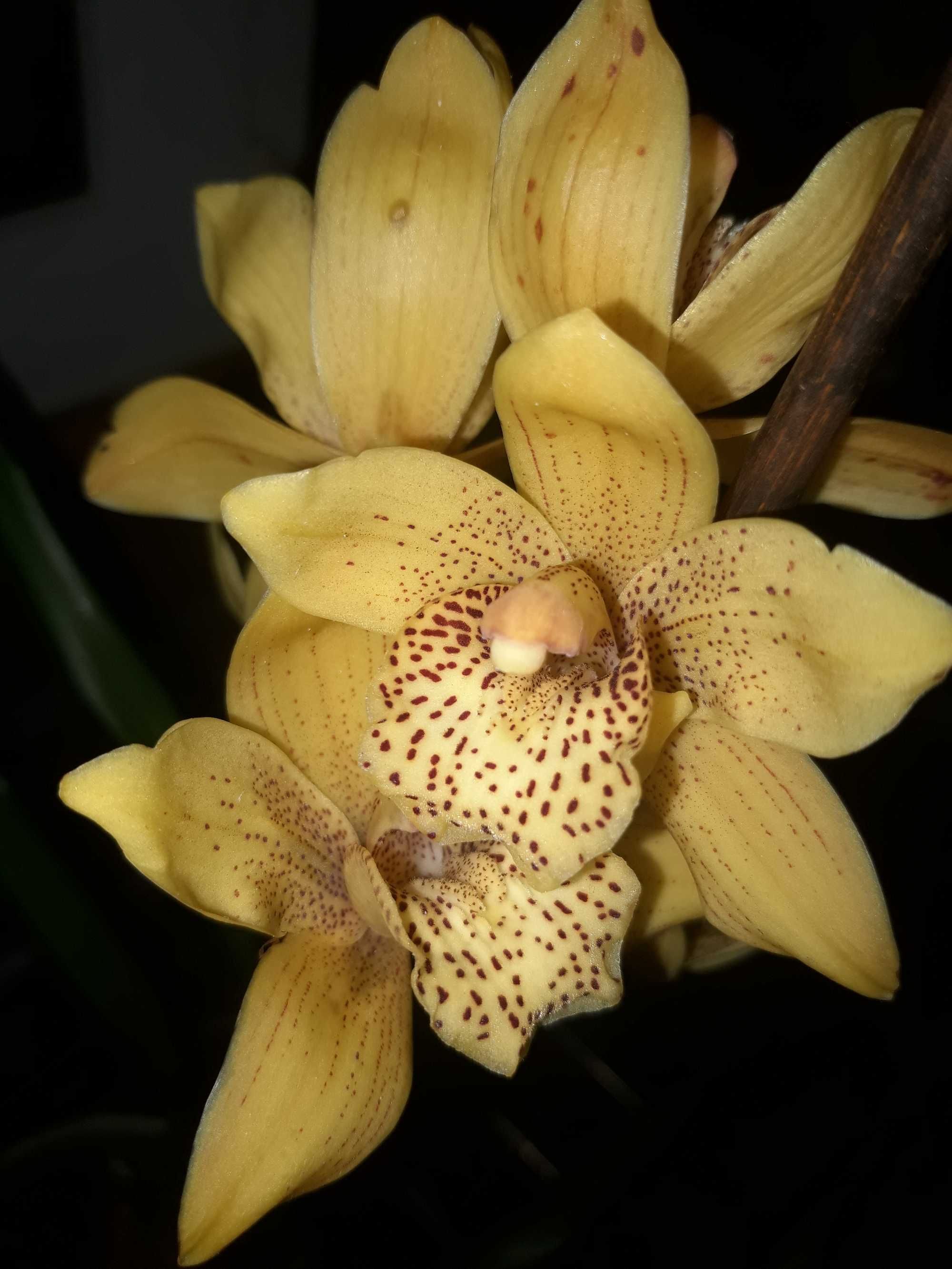 Орхідея міні-цимбідіум