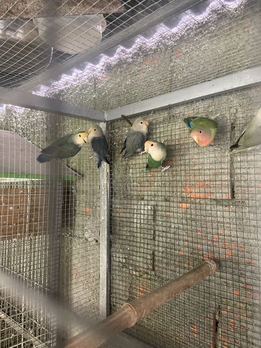 4 machos roseicollis