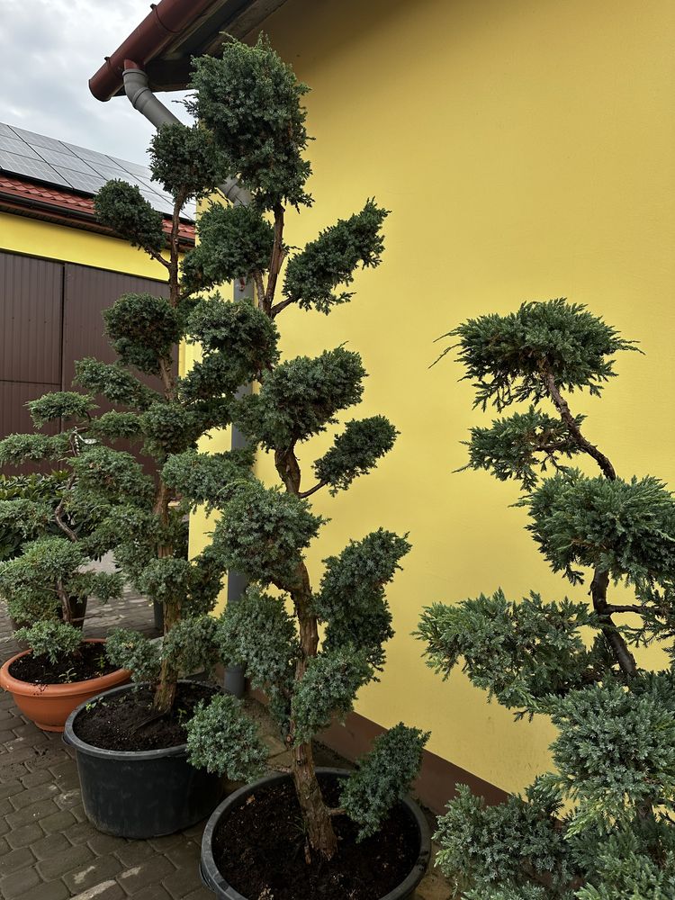 Drzewko bonsai jalowiec , rododendrony hortensje