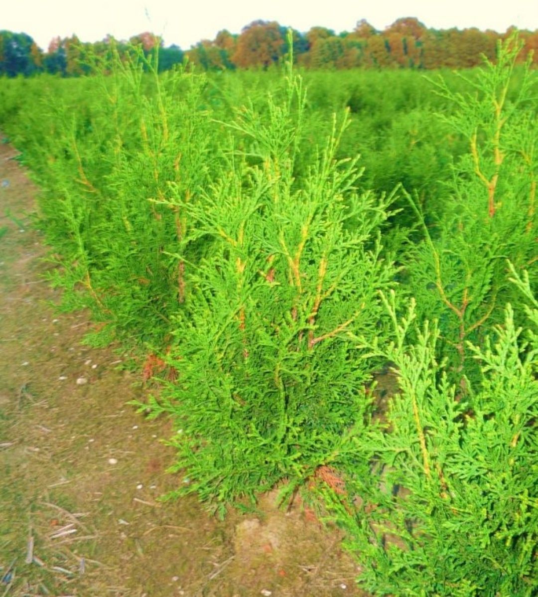 Okazja Tuja 120 CM Brabant Tuje Thuja Transport