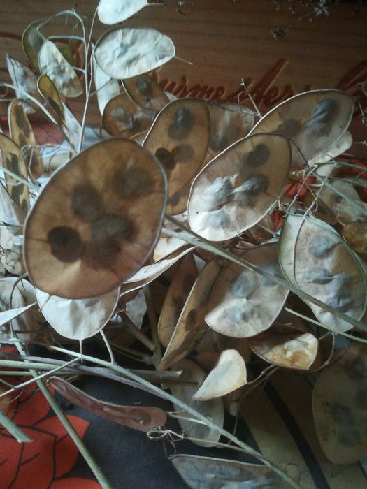 Лунарія, насіння