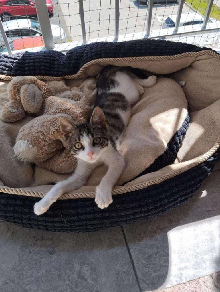 3 msc Panduś do adopcji
