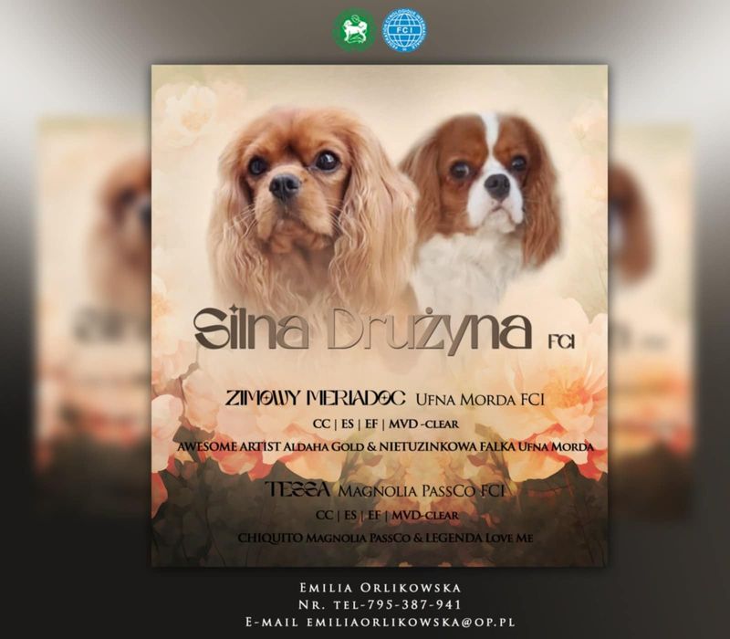 Szczeniak- Cavalier King charles spaniel