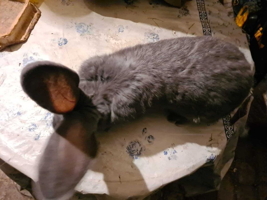 Belgijski Olbrzym Niebieski