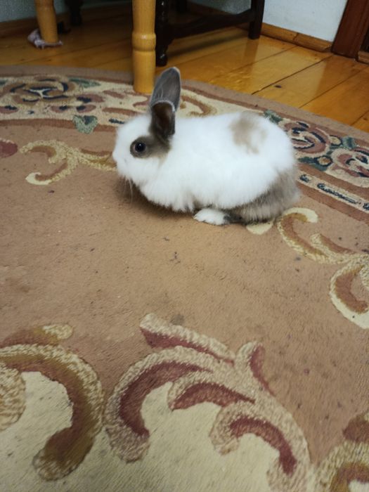 Срочно!Продам кролика с клеткой !