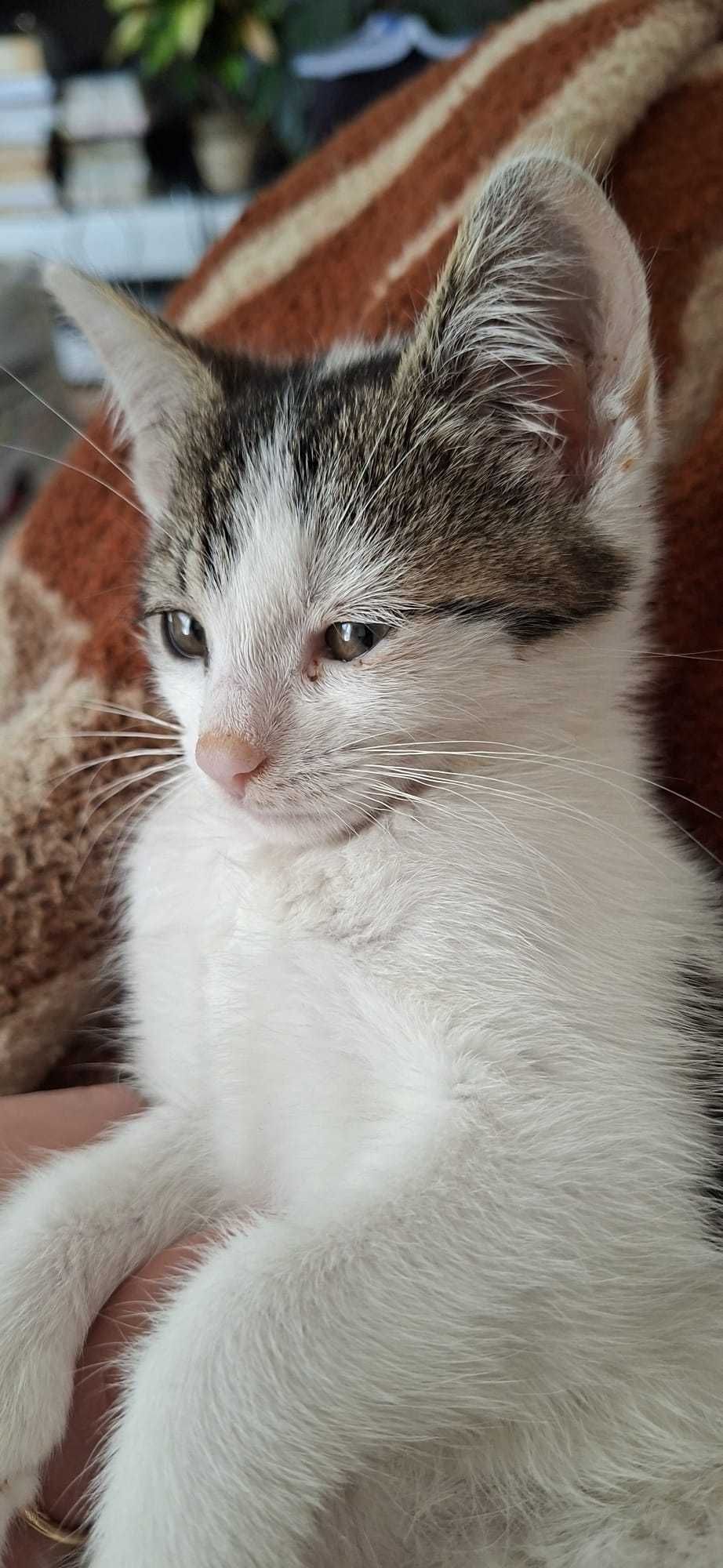 Kicia do adopcji (możliwość dowozu)