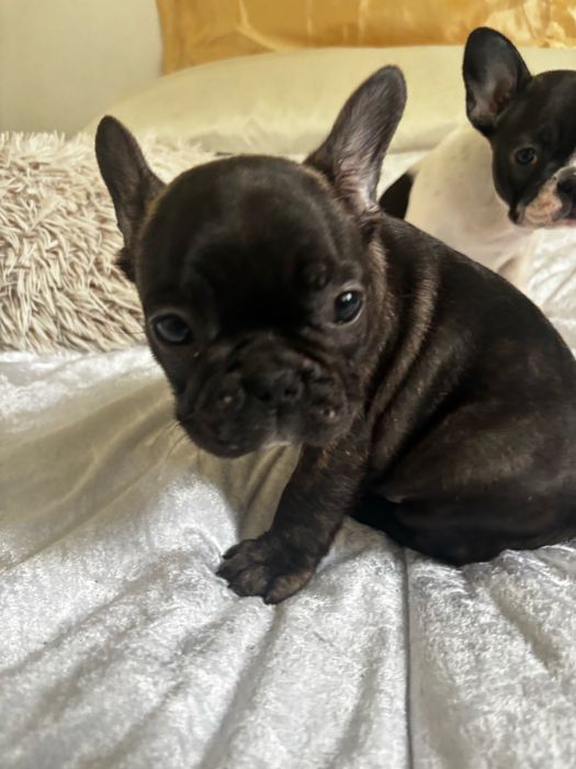 Buldog francuski z rodowodem