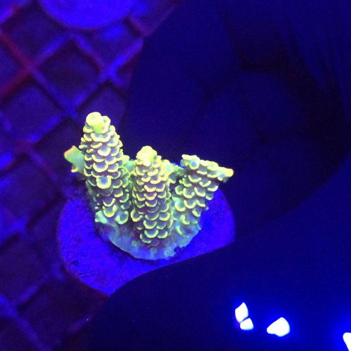 Blueberry Mai Tai Tenuis Acropora Coral