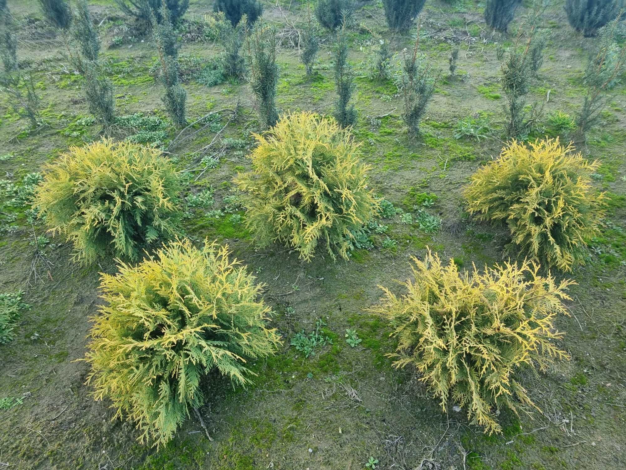 Tuja golden globe, żywotnik zachodni golden globe, thuja occidentalis