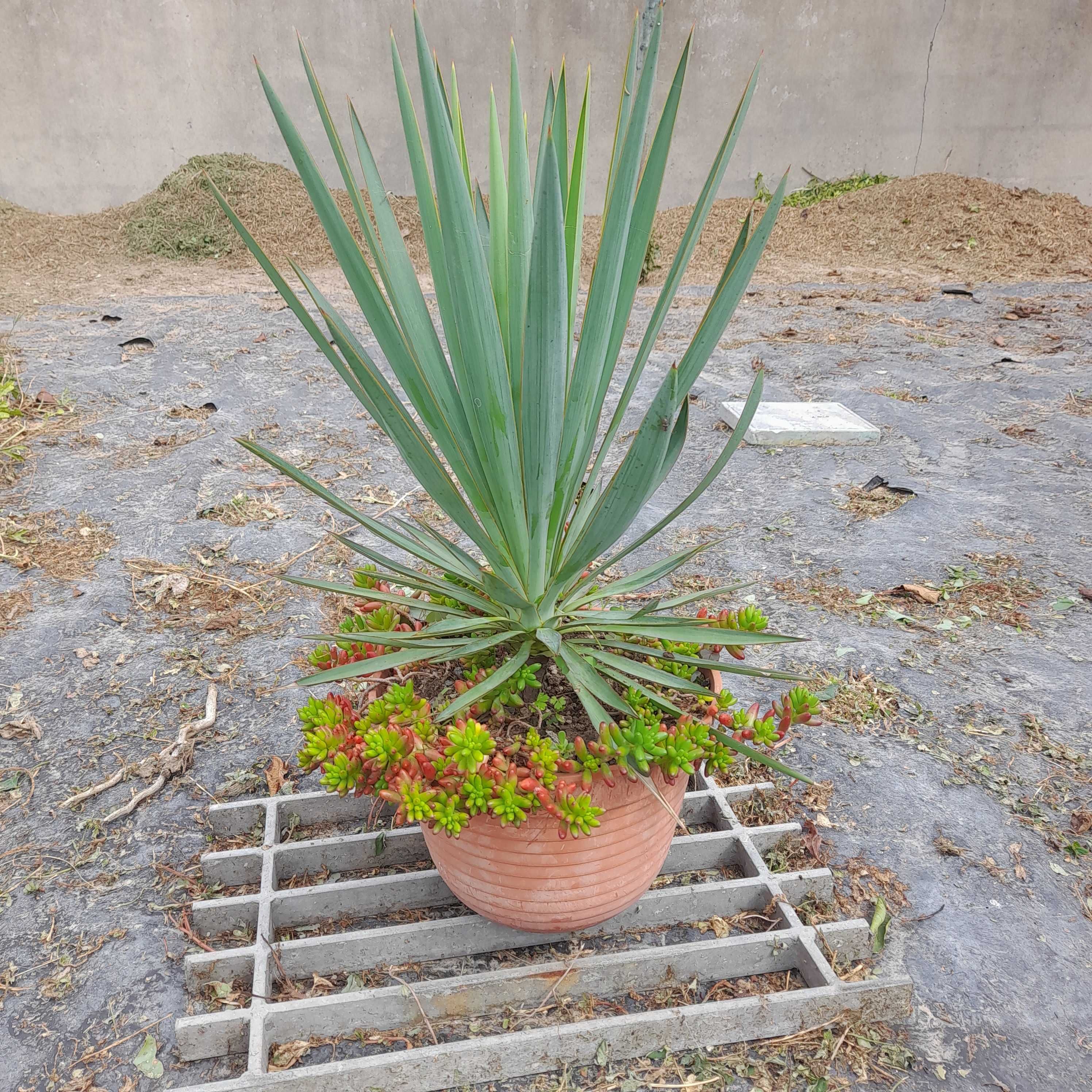 Yucca filamentosa