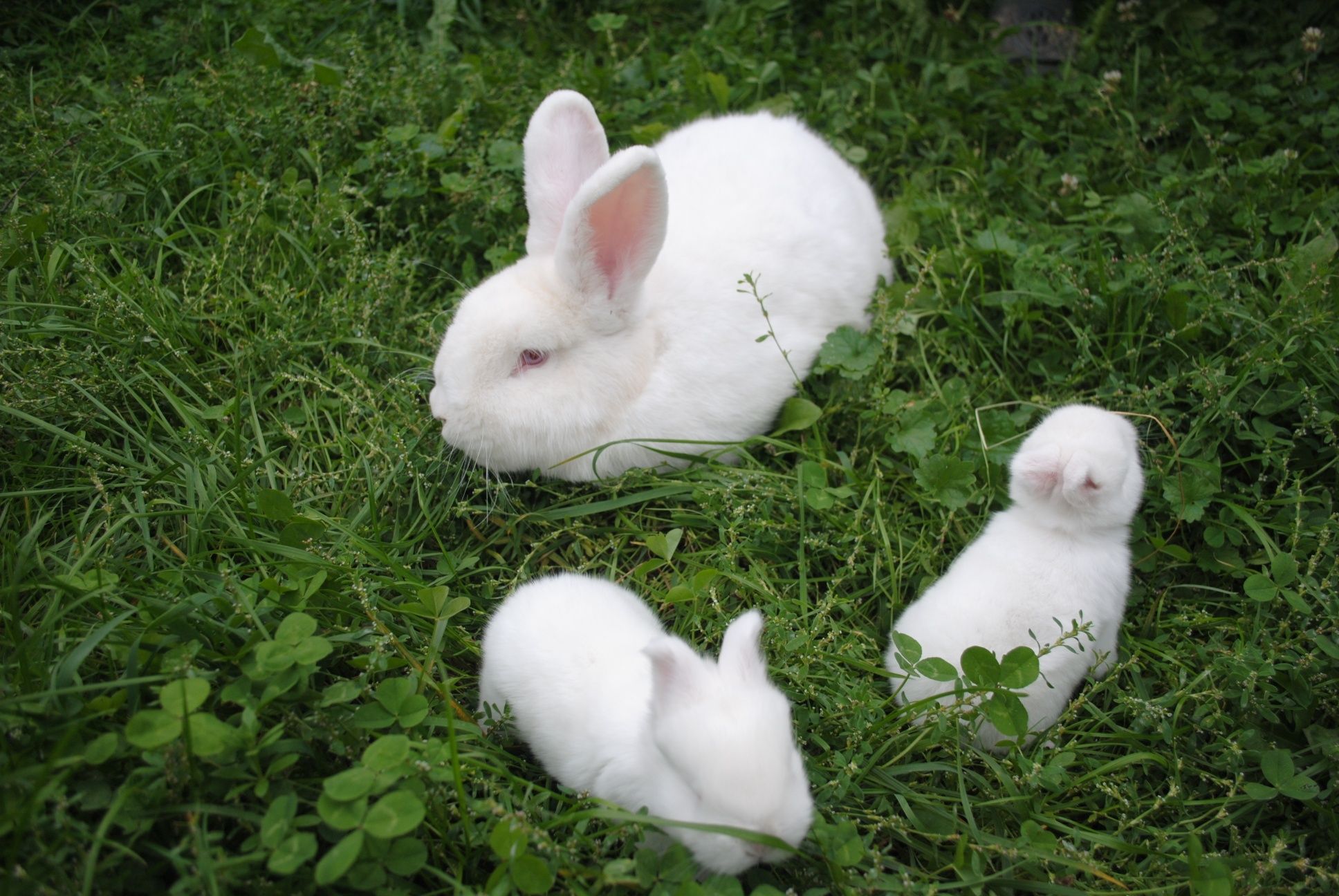 Продам кроликів різних порід
