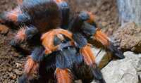 Самка brachypelma Emilia  павук птахоїд паук