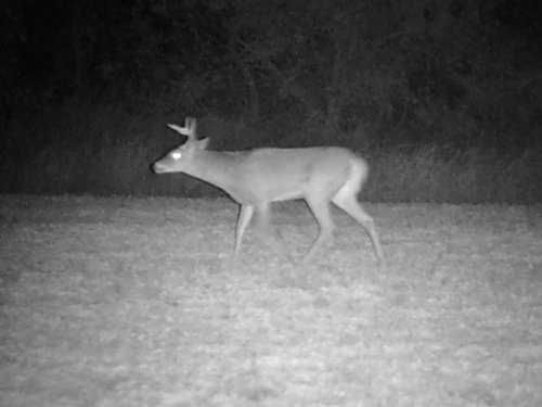 Noktowizor cyfrowy monokular Bushnell Equinox Z2 6x50 NOWY Wyprzedaż