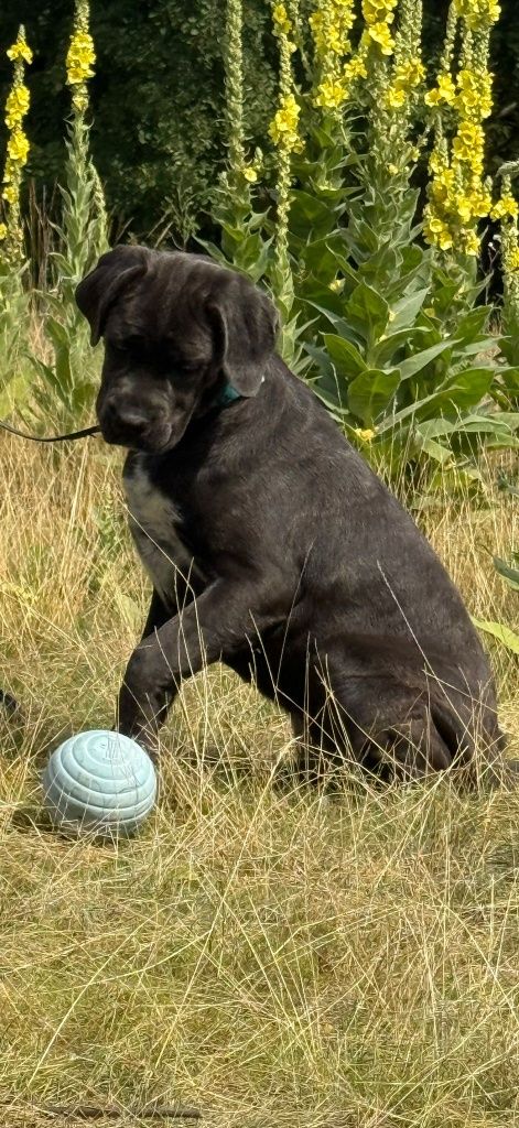 Cane Corso Sunia Dixi