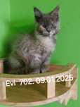 Sprzedam kotkę Maine Coon o imieniu Evi urodzoną 09.01.2025 roku