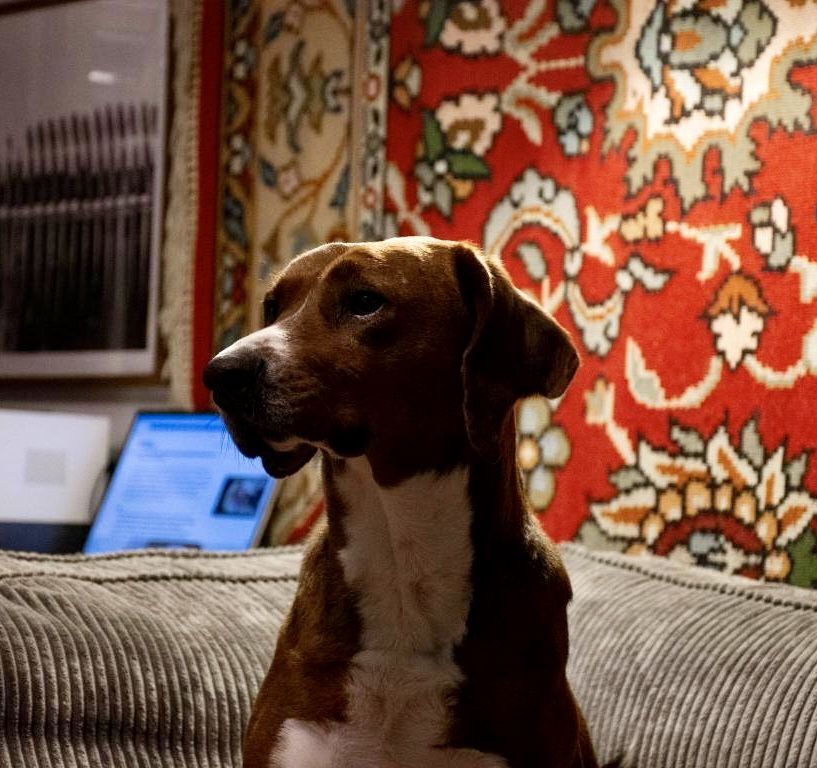 BRAUNI - piekny, młody  do adopcji