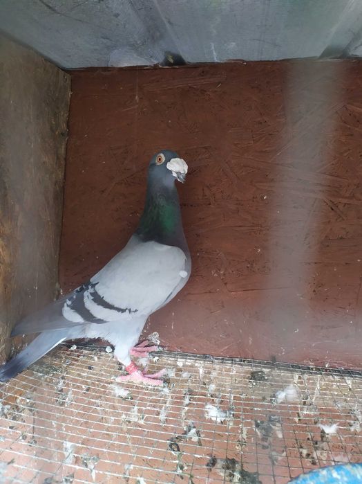 Gołębie staropolskie