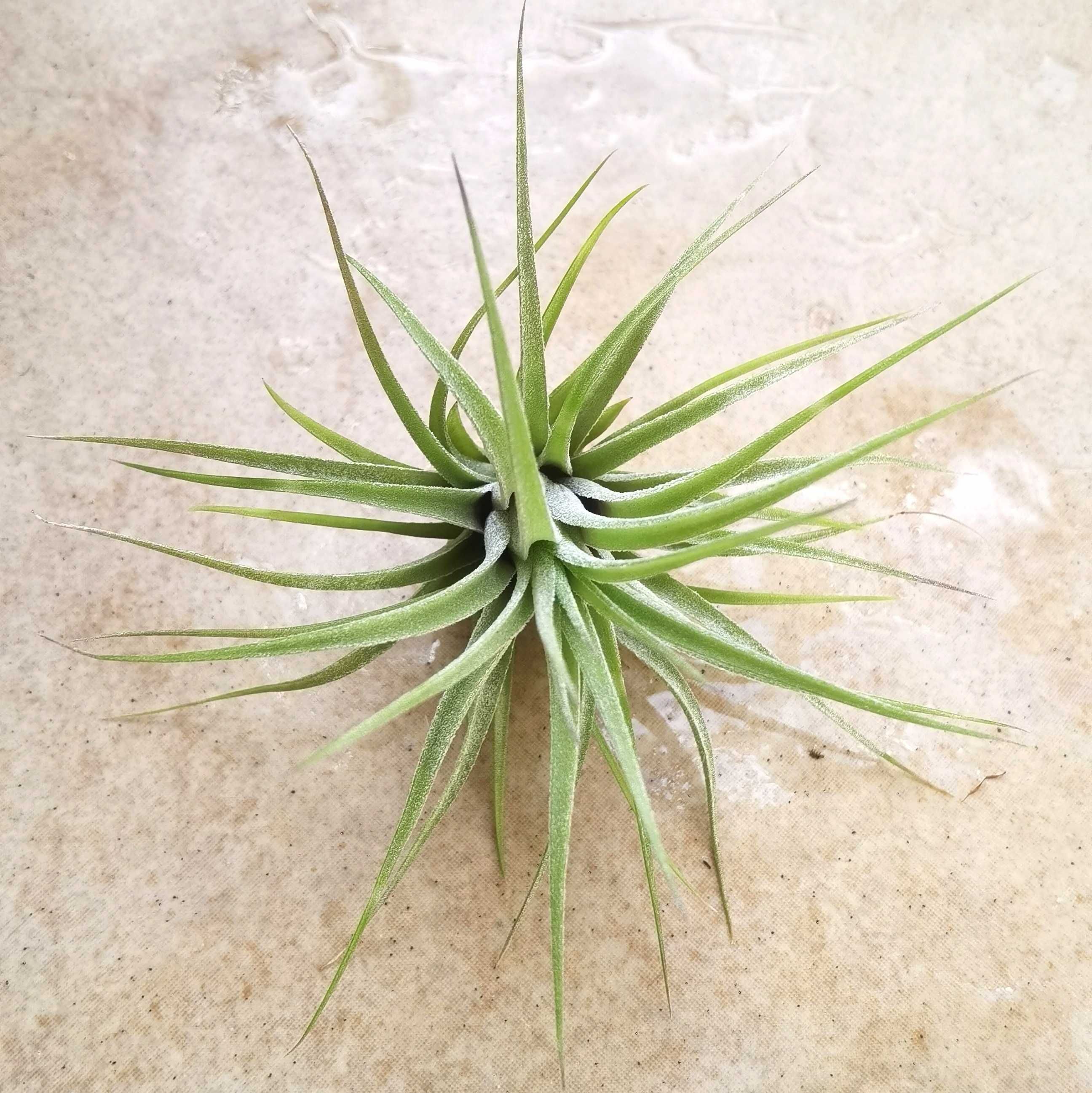 Tillandsia scaposa 8 cm