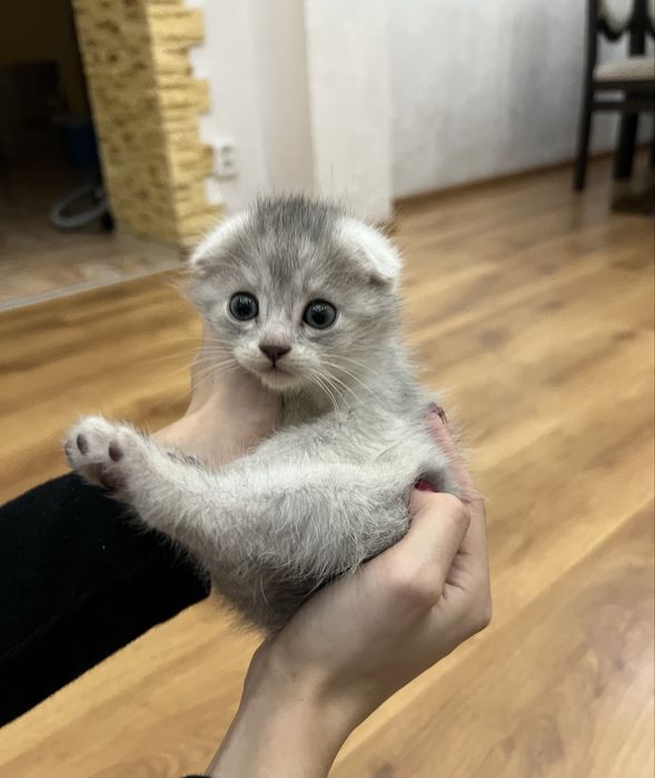 Шотландські котята