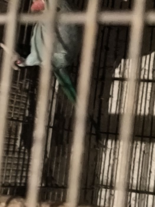 Rignet para venda duas fêmeas por 160€   ou trco por um macho amarelo