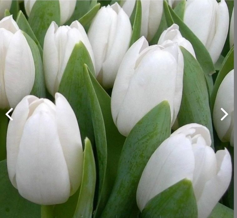 Цибулини тюльпанів 12+ на вигонку і для саду Нідерланди Jan de Wit