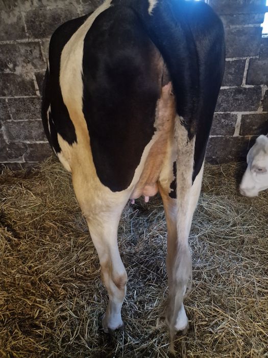 Jałówka mleczna HF cielna