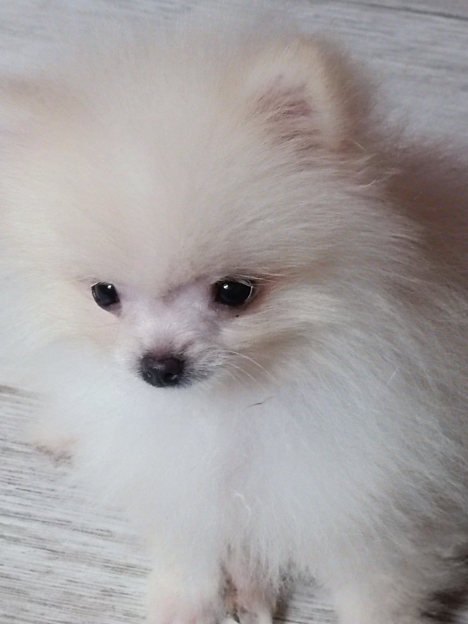 Pomeranian piesek