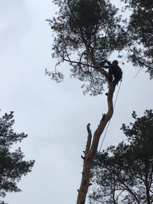 Спил деревьев,кронирование,обрезка веток.Дробление  веток на щепу.