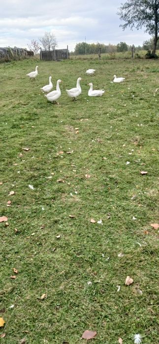 Gęsi żywe zdrowe ,tegoroczne.
