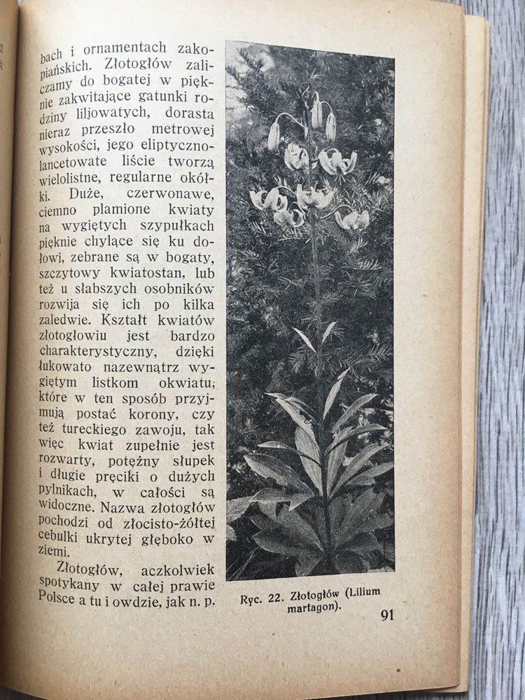 Ze świata roślinności tatrzańskiej Kulesza 1927 botanika dendrologia