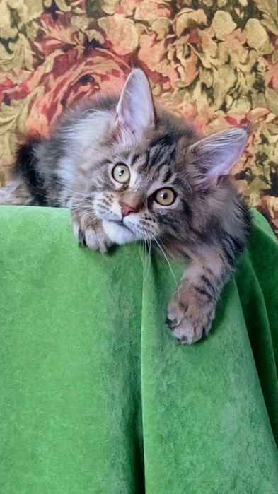 Лапули красотули кошенятки мейнкун