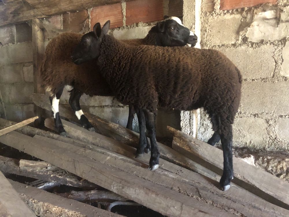 Vendo casal de borregos malhados holandes x texel blue.