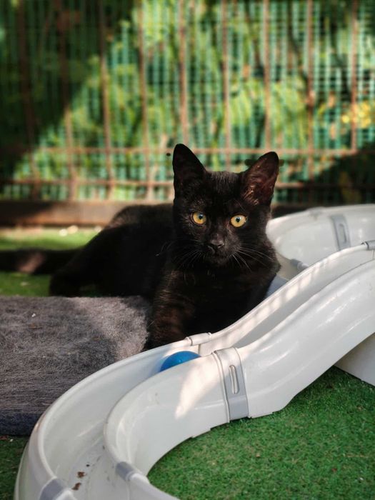 Piękna mała pantera czeka na kochający dom