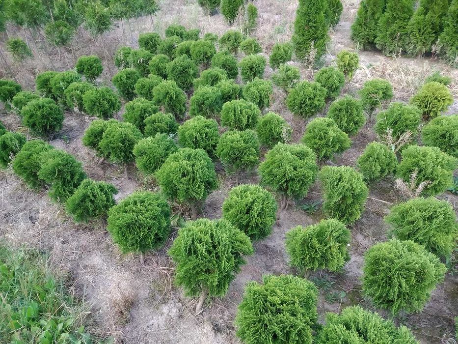 Tuja Danica śred 35-40 cm kula , Kraków , juta