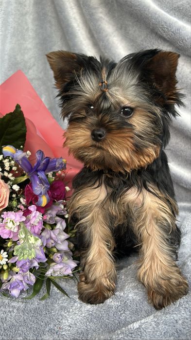 Yorkshire Terrier z rodowódem FCI piesek gotowy do odbioru