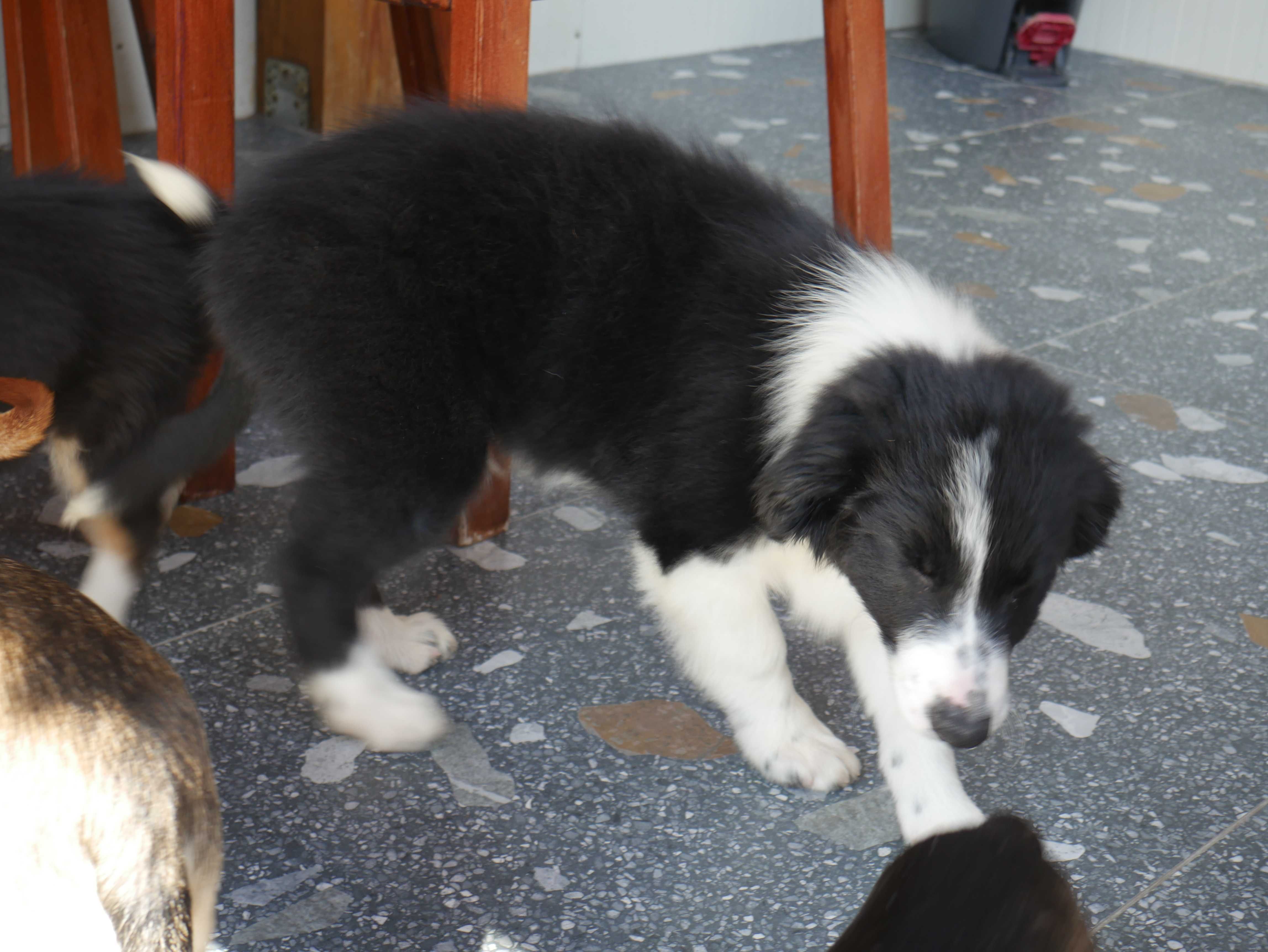 Border Collie - piesek