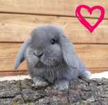 Królik karzełek baran niebieski mini lop