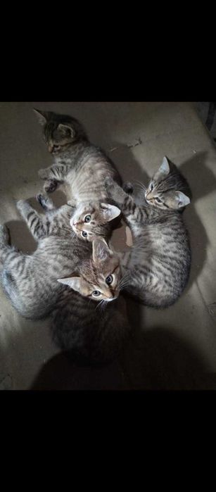 4-miesięczne kocięta do oddania.